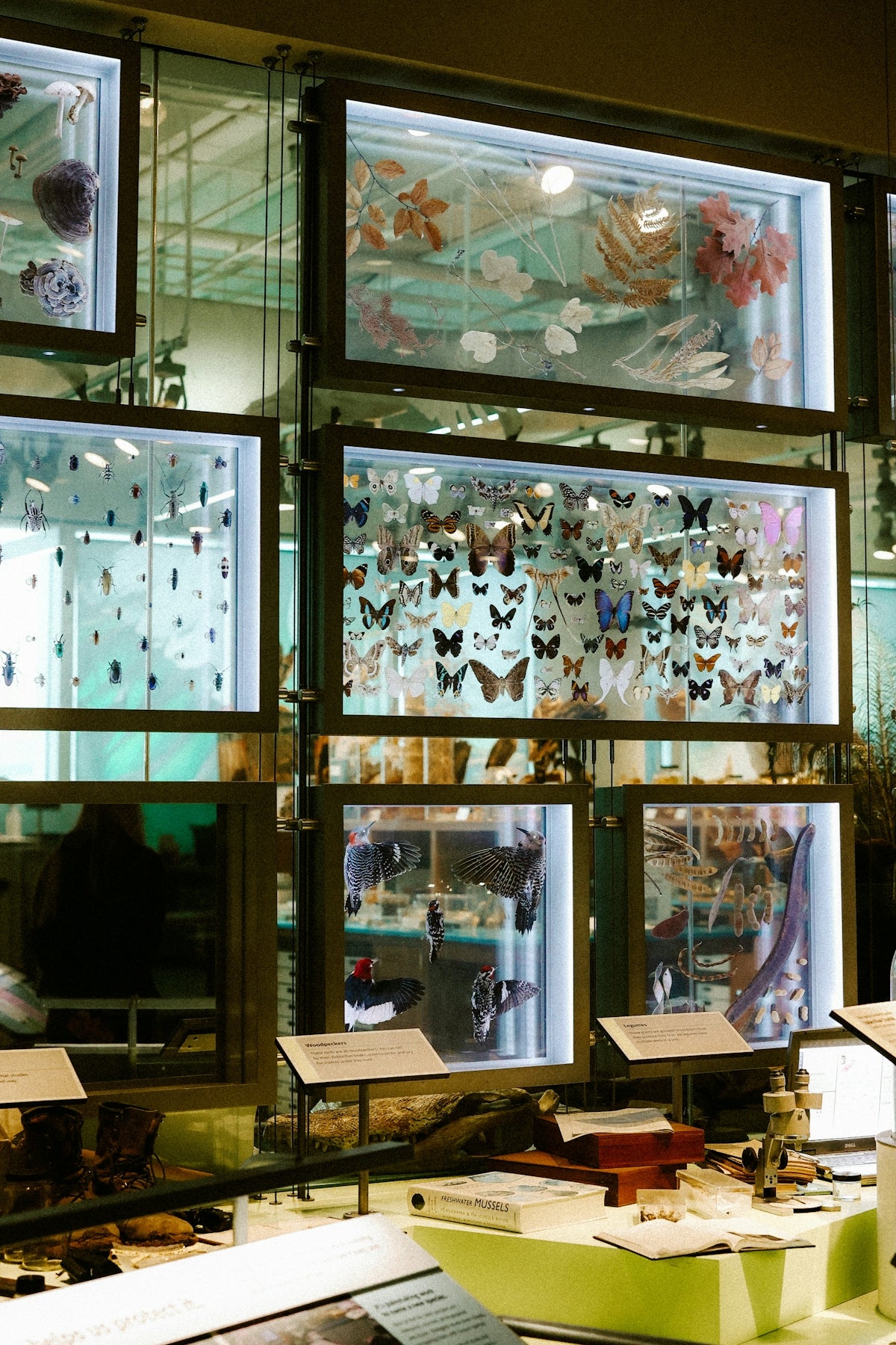 Insect and plant specimens are displayed in glass cases.
