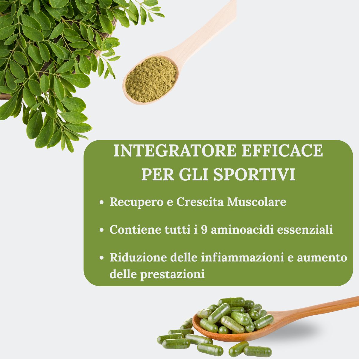 Organic Moringa Oleifera in Capsules | 50 Capsules