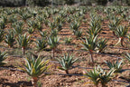Pure Organic Aloe Arborescens Juice | "PUR ALOE" | 500 ml