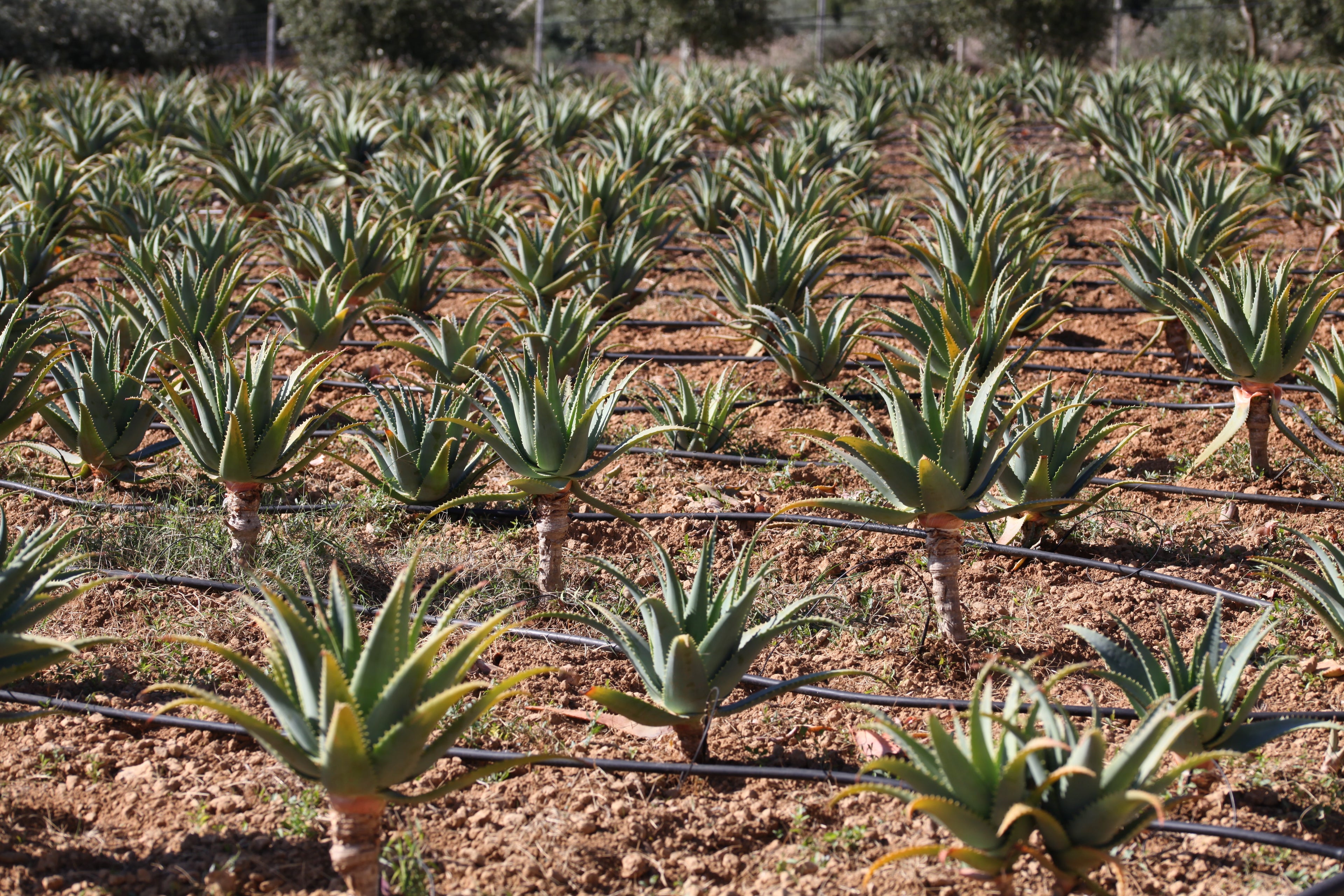 Pure Organic Aloe Arborescens Juice | "PUR ALOE" | 500 ml
