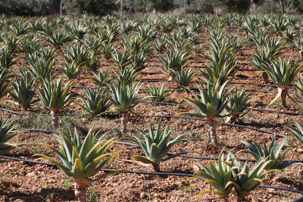 Aloe Arborescens and Father Zago's Honey | SYNERGY 2 | 500ml - Alcohol-Free