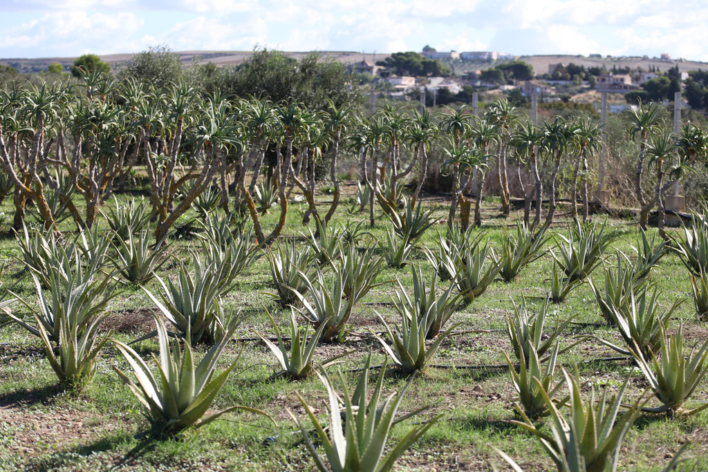 Aloe Arborescens and Father Zago's Honey | SYNERGY 2 | 500ml - Alcohol-Free