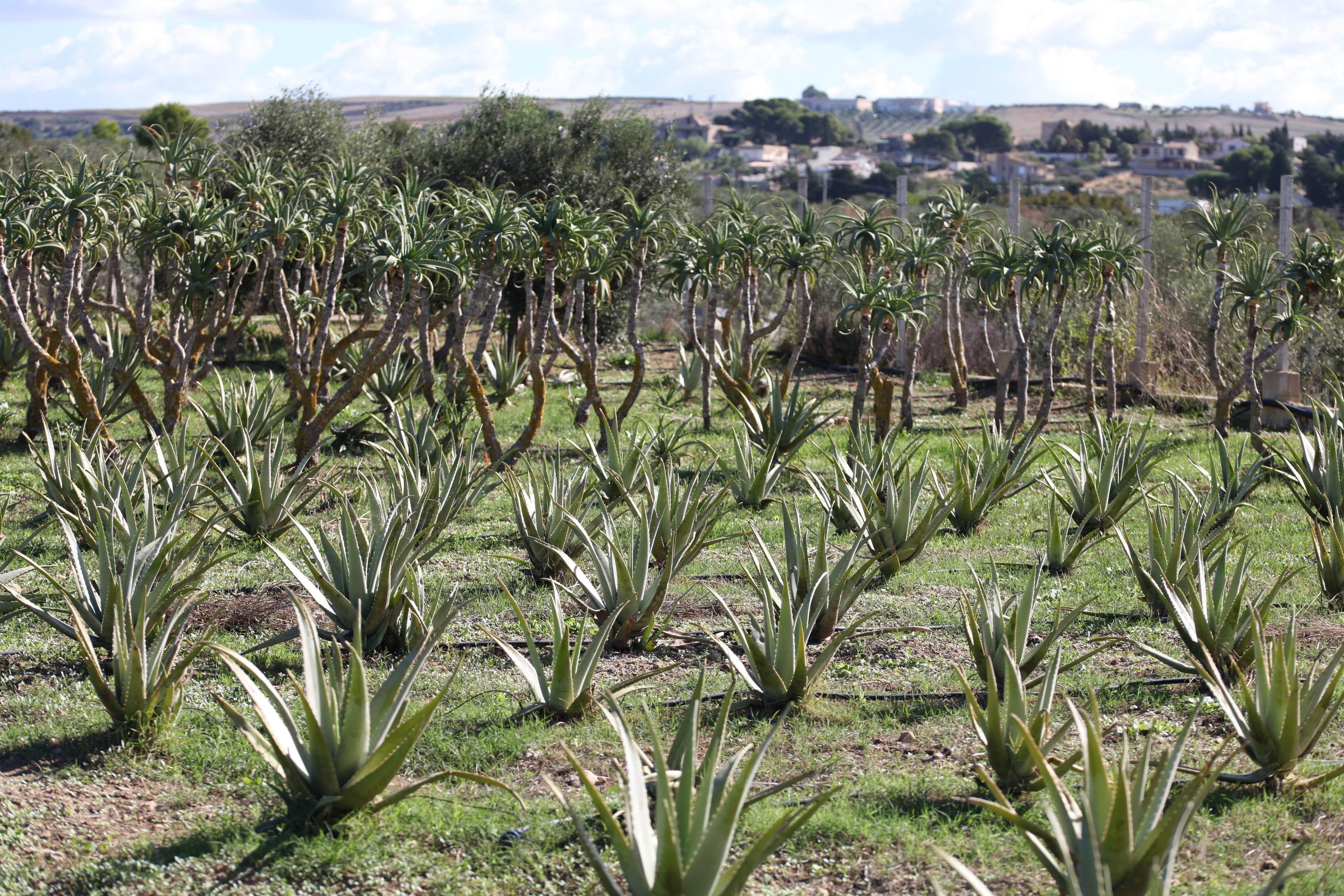Aloe Arborescens and Father Zago's Honey | SYNERGY 2 | 500ml - Alcohol-Free