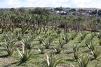 Aloe Arborescens Father Zago | SYNERGY 1 | 750ml - Original Organic Recipe