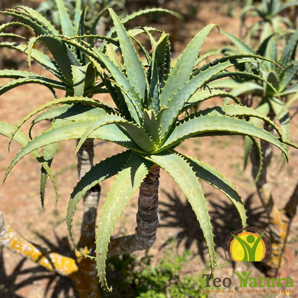 Pure Organic Aloe Arborescens Juice | "PUR ALOE" | 500 ml