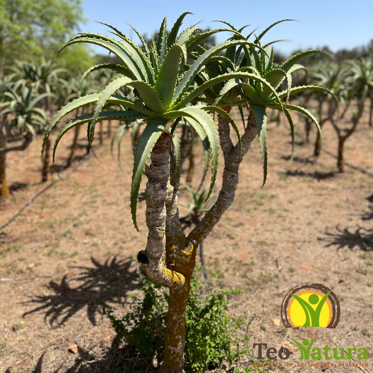 Pure Organic Aloe Arborescens Juice | "PUR ALOE" | 500 ml