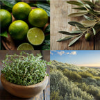 Isola Candle | bergamot, thyme and olive